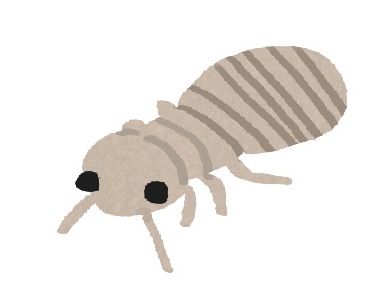 チャタテムシ 害虫 駆除 ミヤケン